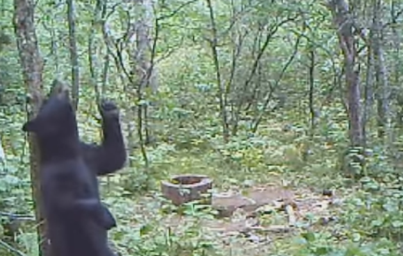 go to Funny Animal Compilation