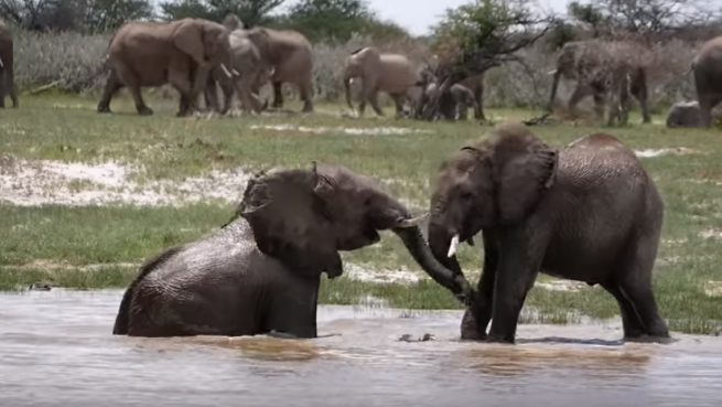 go to Best of Namibia 2017 – Safari Camping Highlights