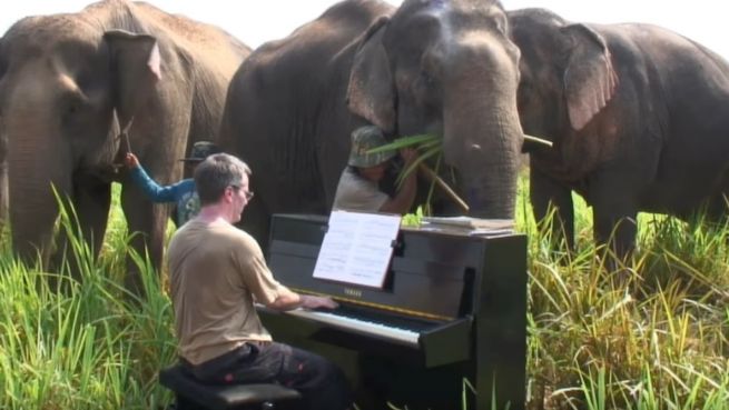 go to Elefant steht auf Piano