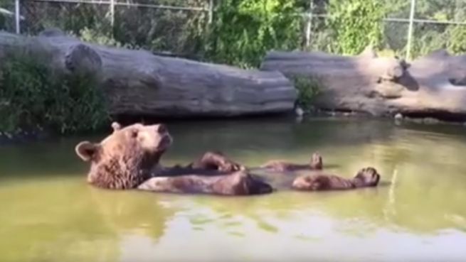 go to Bear contemplating life