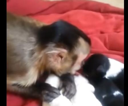 go to Monkey meets adorable puppies